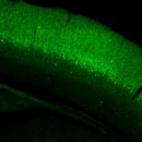 Cux2-CreERT2;Camk2a-tTA; Ai93(TITL- GCaMP6f) fluorescence expression