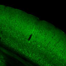 Emx1-IRES-Cre;Camk2a-tTA;Ai93(TITL-GCaMP6f) fluorescence expression