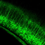 Ntsr1-Cre_GN220;Ai148(TIT2L-GC6f-ICL-tTA2) fluorescence expression