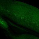 Rbp4-Cre_KL100;Camk2a-tTA;Ai93(TITL- GCaMP6f) fluorescence expression