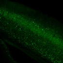 Rorb-IRES2-Cre;Camk2a-tTA;Ai93(TITL- GCaMP6f) fluorescence expression