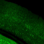 Slc17a7-IRES2-Cre;Camk2a-tTA;Ai93(TITL-GCaMP6f) fluorescence expression